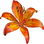 Tiger lily