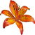 Tiger lily