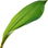 Tulpenblatt