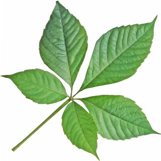 Affenbrotbaumblatt