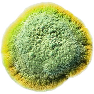 Mold
