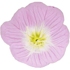 Pink evening primrose