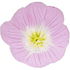 Pink evening primrose