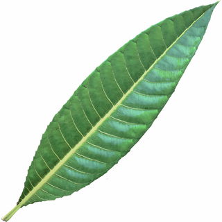 Surenbaum