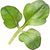Watercress