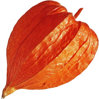 Chinese lantern