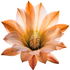 Desert flowers