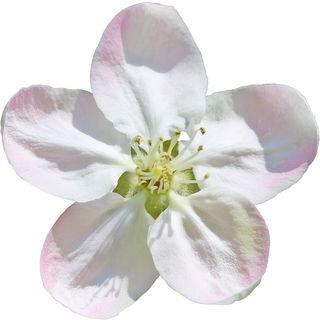 Crab apple blossom