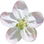 Holzapfelblüte