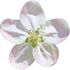 Crab apple blossom