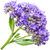 Heliotrope