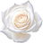 weiße Rose