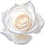 White rose