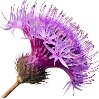 Flockenblume