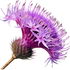 Flockenblume