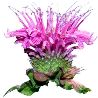 Monarde