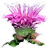 Monarde