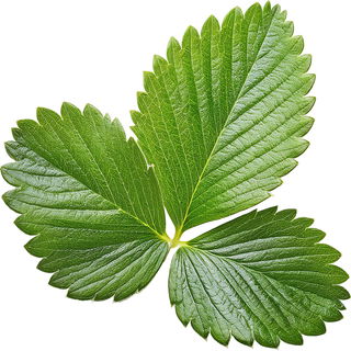 Walderdbeerblatt