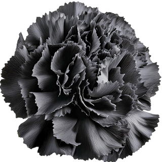 schwarze Gartennelke