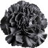 schwarze Gartennelke