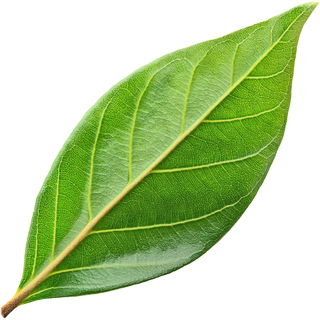 Cinnamon leaf