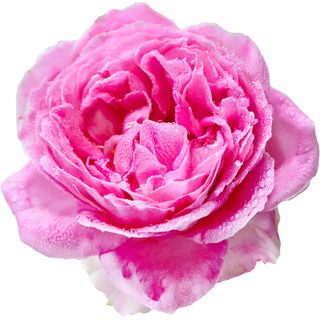 Lilac Topaz rose