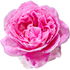 Lilac Topaz rose