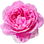 Lilac-Topaz-Rose