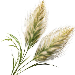Wiesengräser