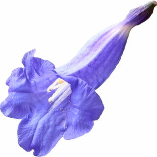 Jacarandablüte