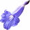 Jacaranda