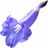 Jacaranda