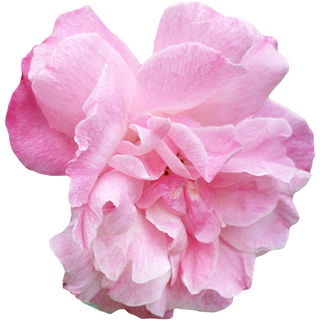 Chinese rose absolute