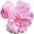 chinesische Rose