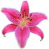 Sumatran lily