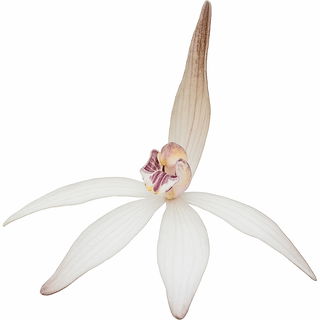 Ericksonella saccharata