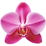 Orchid