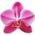 Orchidee