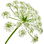Petersilienblüte