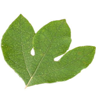 Sassafrasbaum