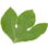 Sassafras