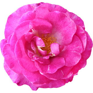 purpurne Rose