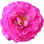 purpurne Rose
