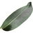 Stephanotis leaf