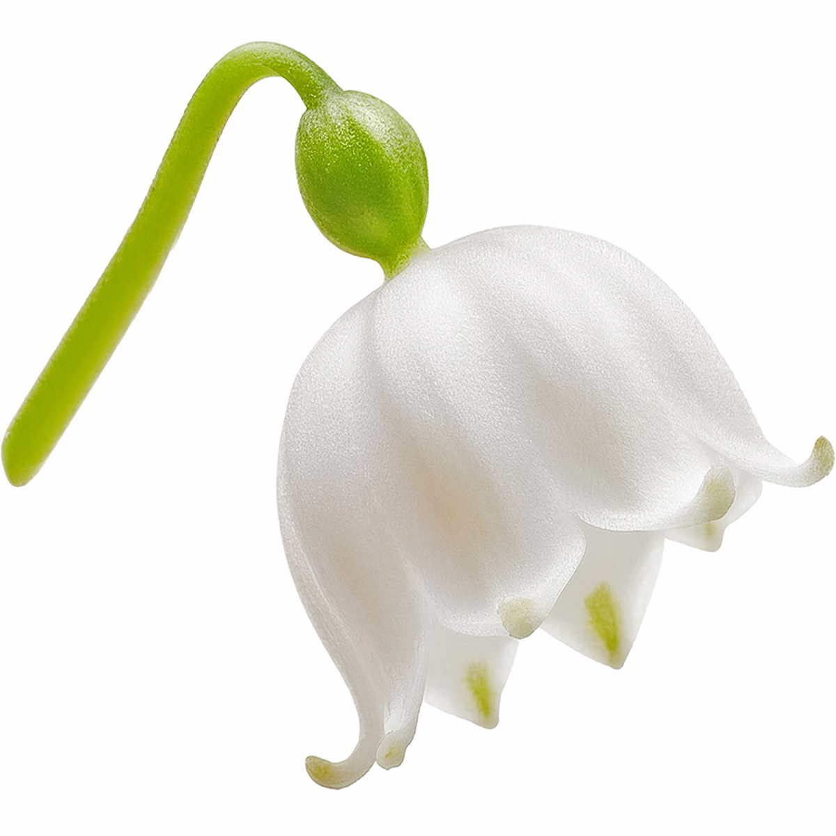 Maiglöckchen