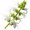 Basil blossom