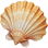 Sea shell