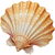 Sea shell