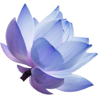 Blue lotus