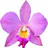 Cattleyaorchidee